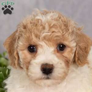 Pixie, Bich-Poo Puppy